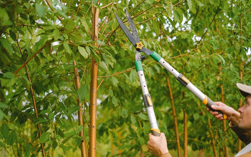 Tree trimming in Roundup, MT